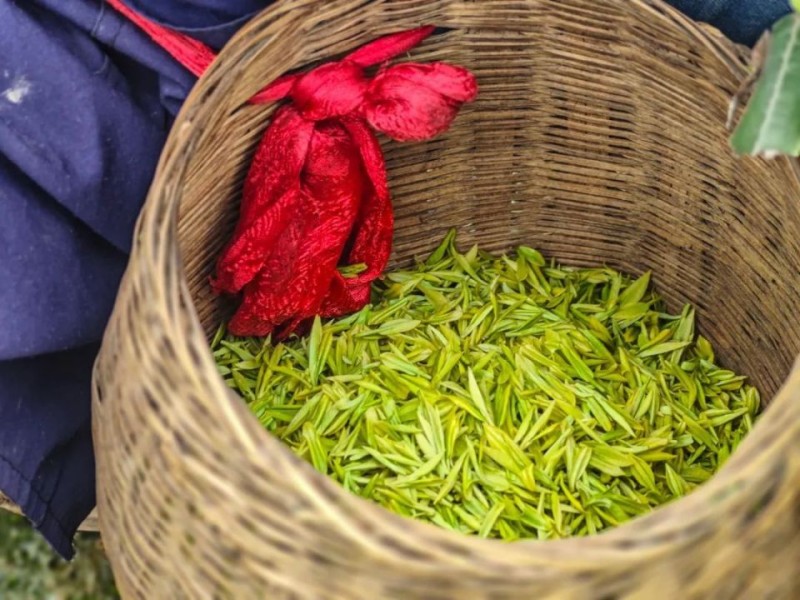 6000余亩茶园“上新”，峨眉这里的茶农忙翻天！