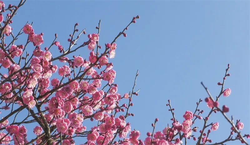 玉屏茶花泉景区：气温攀升激发新一轮旅游热潮
