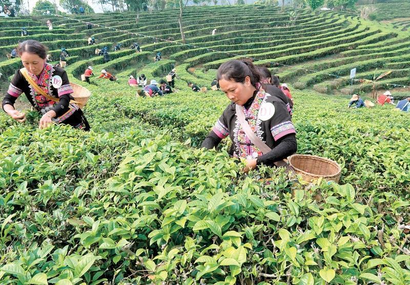 普洱市宁洱县：普洱茶（贡茶）开采节启幕