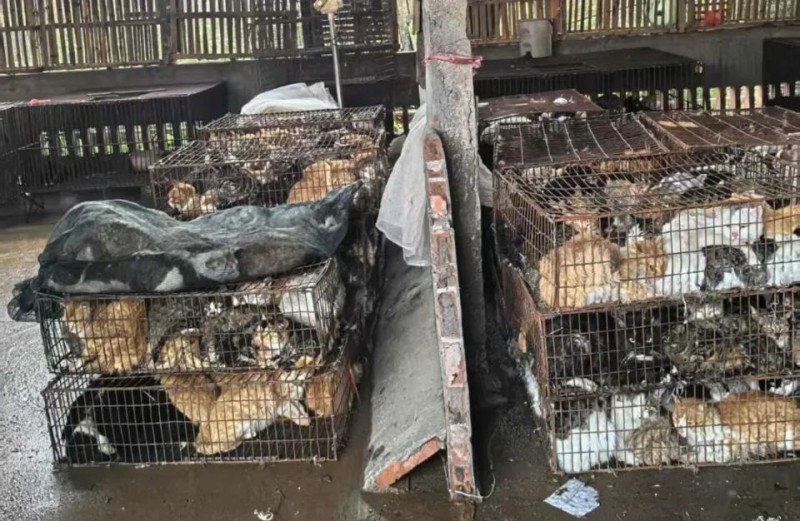 900只猫，被挖坑活埋？
