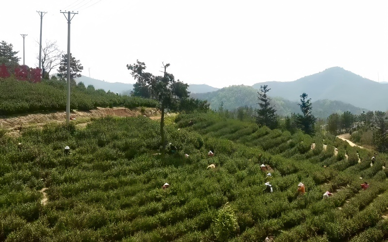 湖北广水：“绿叶”变“金叶” 明前茶迎来采摘季