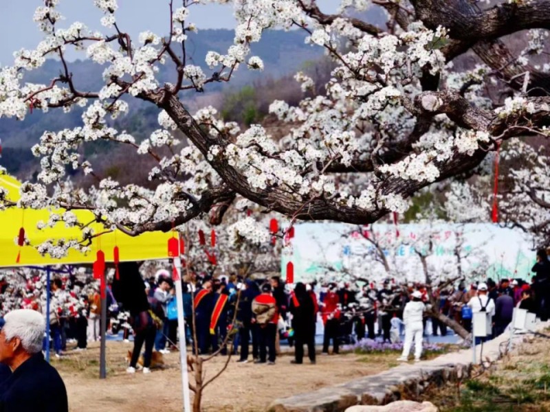 平谷深山的梨花开了，还能在千亩梯田放风筝