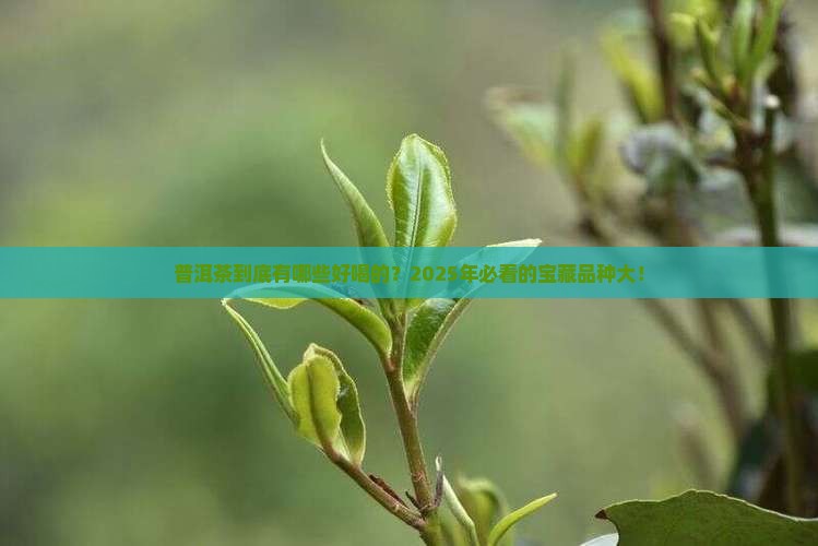 普洱茶到底有哪些好喝的？2025年必看的宝藏品种大！