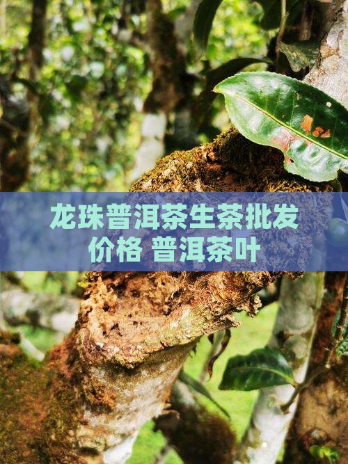 头春生普洱茶龙珠