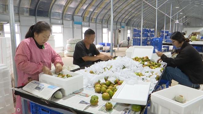 固安县积极打造环京蔬菜生产基地 数量位居全市第一